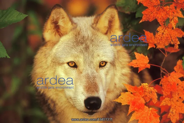 : Grey Wolf / Timber Wolf - By Autumn leaves : Grey Wolf / Timber Wolf - By Autumn leaves