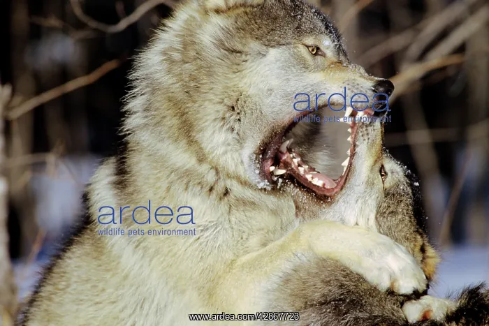 : Grey Wolf / Timber Wolf - dominance behavior : Grey Wolf / Timber Wolf - dominance behavior