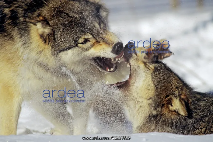 : Grey Wolf / Timber Wolf - dominance behavior in snow : Grey Wolf / Timber Wolf - dominance behavior in snow