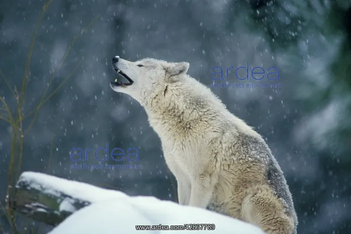 : Grey Wolf / Timber Wolf - howling : Grey Wolf / Timber Wolf - howling