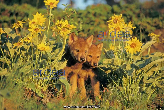 : Grey Wolf / Timber Wolf pups in flowers : Grey Wolf / Timber Wolf pups in flowers