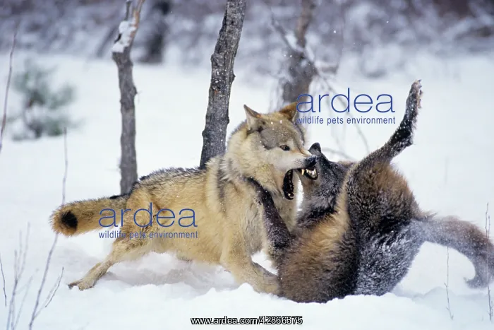 : Grey Wolf / Timber Wolf - Two, dominance behavior in snow : Grey Wolf / Timber Wolf - Two, dominance behavior in snow