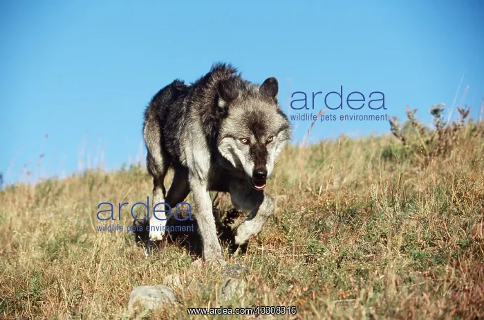 : GREY WOLF - WALKING : GREY WOLF - WALKING
