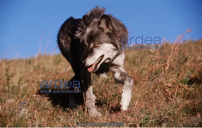 : GREY WOLF - walking with mouth open : GREY WOLF - walking with mouth open