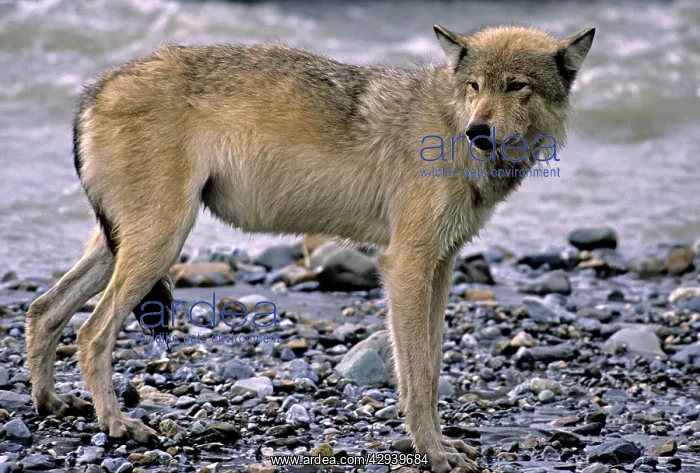 : Grey Wolf - by water : Grey Wolf - by water