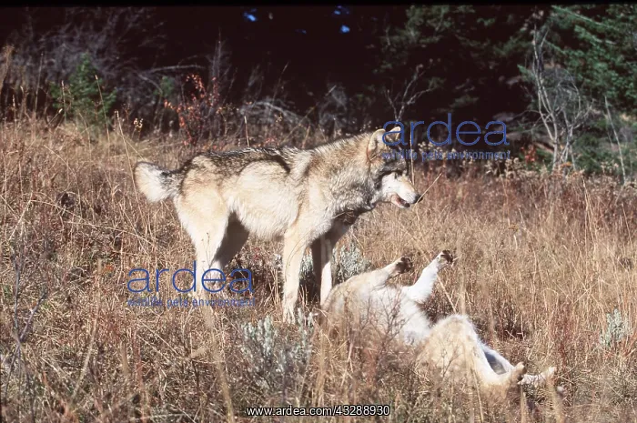 : GREY WOLF- x two, on rolling the other standing : GREY WOLF- x two, on rolling the other standing