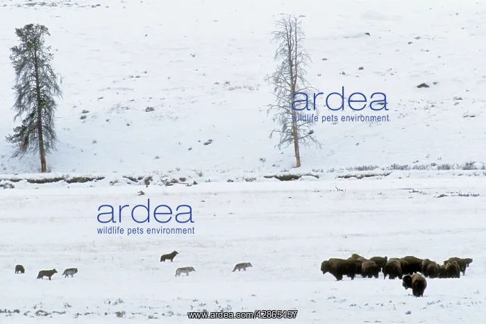 : Grey Wolves - with American Bison (Bison bison) : Grey Wolves - with American Bison (Bison bison)
