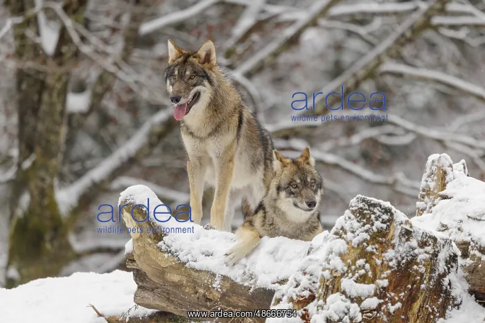 : Two grey wolves (Canis lupus lupus) stand on a snow-covered : Two grey wolves (Canis lupus lupus) stand on a snow-covered