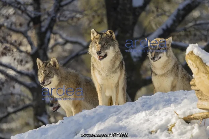 : Three grey wolves (Canis lupus lupus) stand on a snow-covered hill behind a fallen tree on a cold : Three grey wolves (Canis lupus lupus) stand on a snow-covered hill behind a fallen tree on a cold