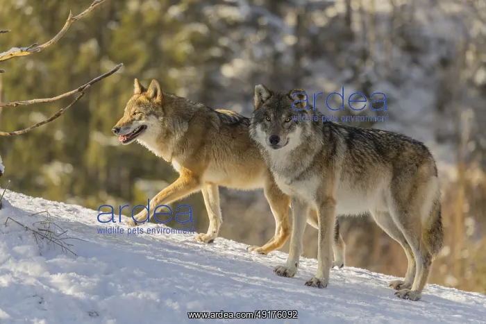  : Three grey wolves (Canis lupus lupus) stand on a snow-covered hill behind a fallen tree on a cold