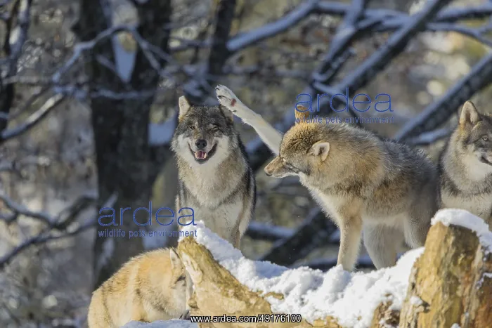 : Four grey wolves (Canis lupus lupus) stand on a snow-covered hill behind a fallen tree on a cold : Four grey wolves (Canis lupus lupus) stand on a snow-covered hill behind a fallen tree on a cold