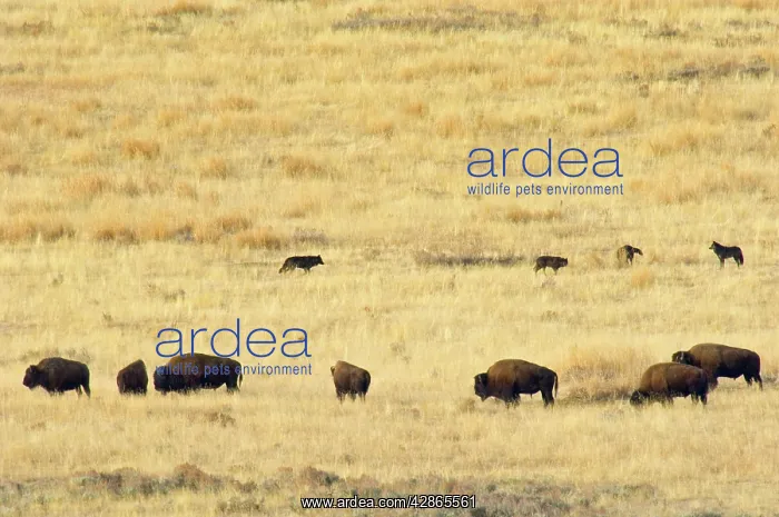 : Grey Wolves - checking out herd of bison : Grey Wolves - checking out herd of bison