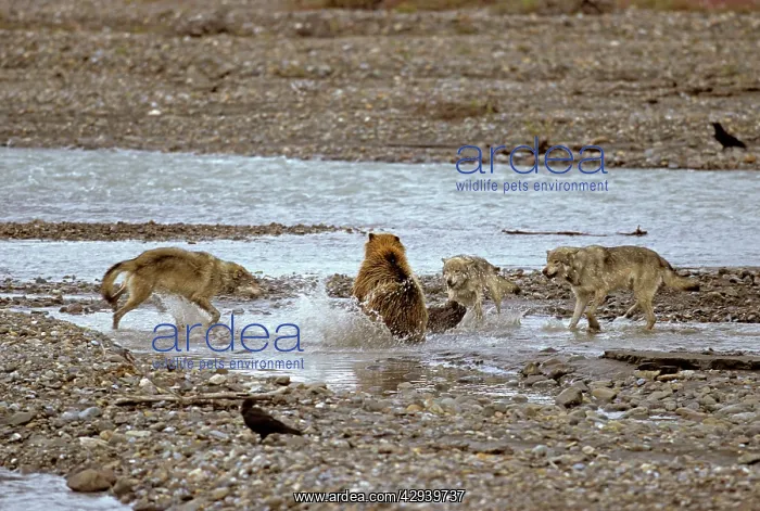 : Grey Wolves confronting grizzly bear : Grey Wolves confronting grizzly bear