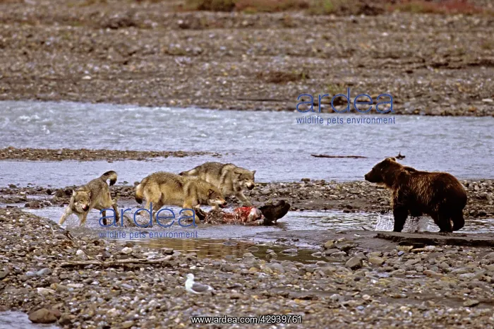 : Grey Wolves - defending moose carcass from Grizzly Bear : Grey Wolves - defending moose carcass from Grizzly Bear