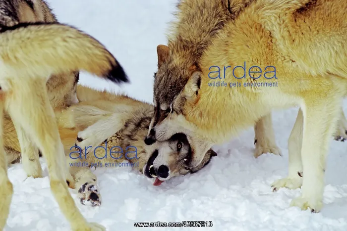 : Grey Wolves - displaying dominance over wolf on : Grey Wolves - displaying dominance over wolf on