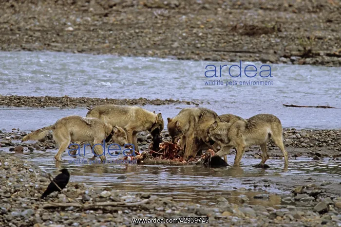 : Grey Wolves feeding on moose carcass : Grey Wolves feeding on moose carcass