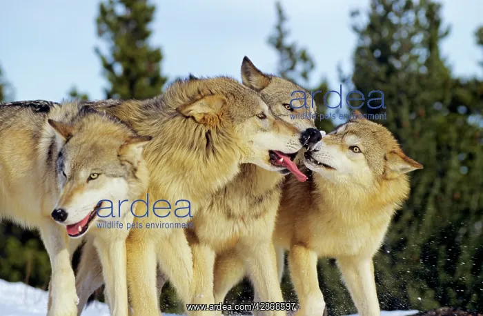 : Grey Wolves - involved in social behaviour : Grey Wolves - involved in social behaviour