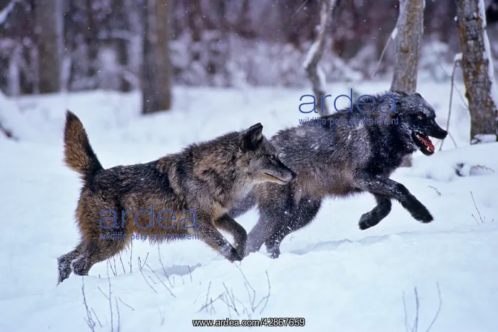 : Grey Wolves - running through snow : Grey Wolves - running through snow