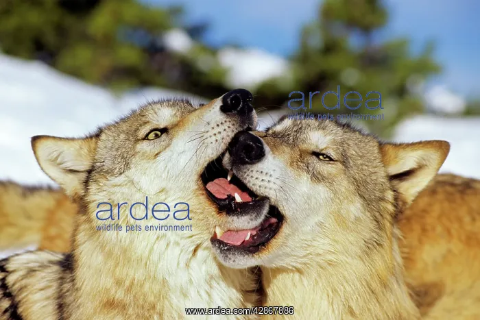 : Two Grey Wolves in snow greeting one another : Two Grey Wolves in snow greeting one another