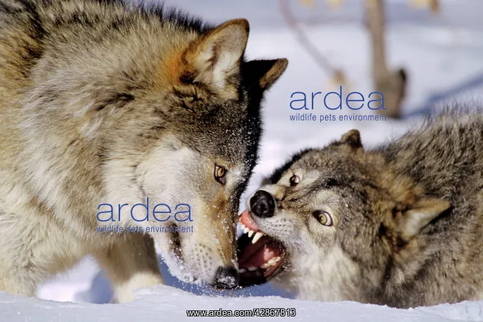 : Grey Wolves - in snow, involved in dominance behavior : Grey Wolves - in snow, involved in dominance behavior