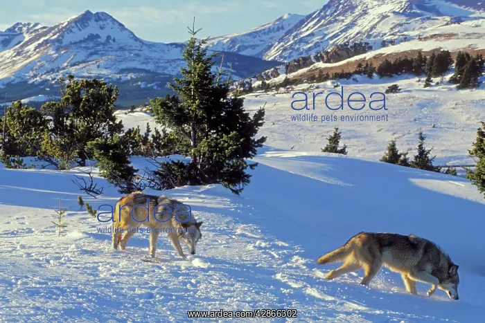 : Two Grey Wolves - in snow near Glacier National Park : Two Grey Wolves - in snow near Glacier National Park