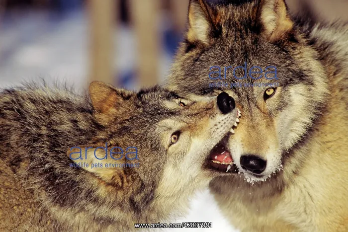 : Grey Wolves In winter involved in dominance behavior : Grey Wolves In winter involved in dominance behavior