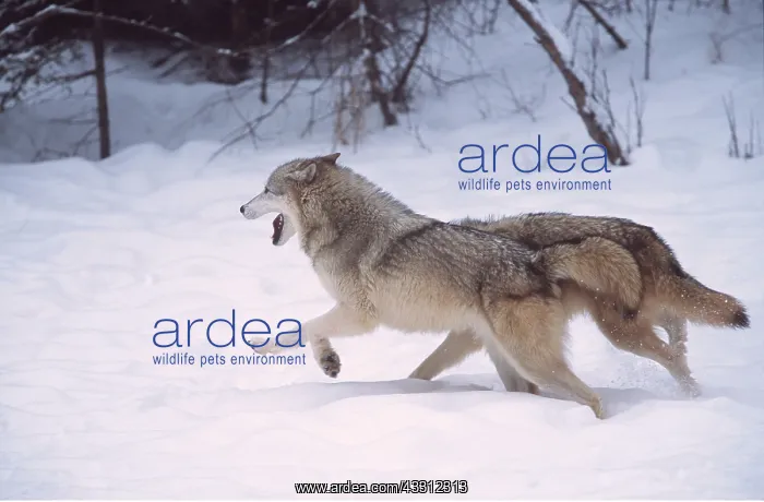 : GREY WOLVES - x two Running : GREY WOLVES - x two Running
