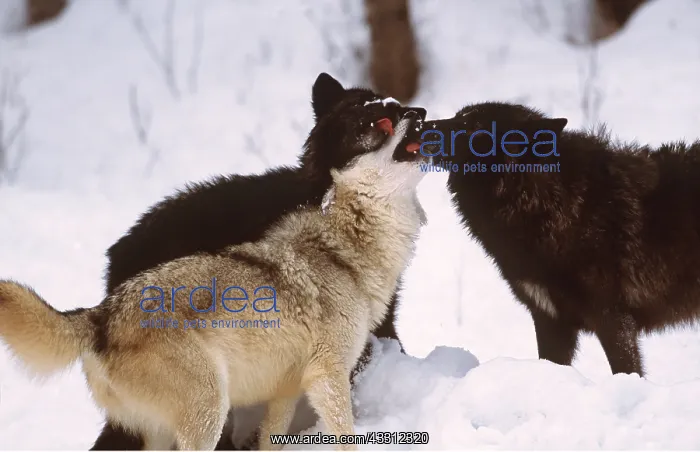 : GREY WOLVES - x three in snow : GREY WOLVES - x three in snow