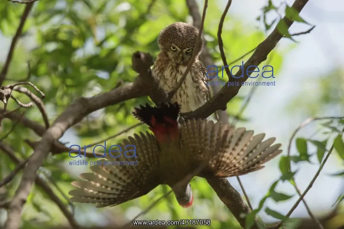 : Grey Woodpecker : Grey Woodpecker