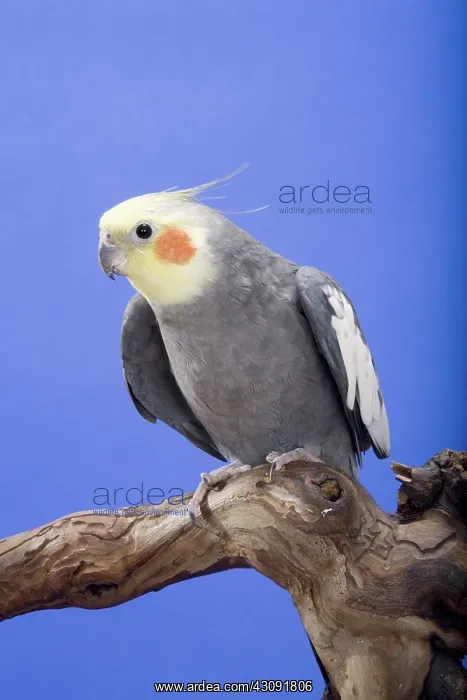 : Grey Yellow-faced Cockatiel : Grey Yellow-faced Cockatiel