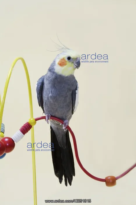 : Grey Yellow-faced Cockatiel : Grey Yellow-faced Cockatiel