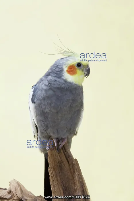 : Grey Yellow-faced Cockatiel : Grey Yellow-faced Cockatiel