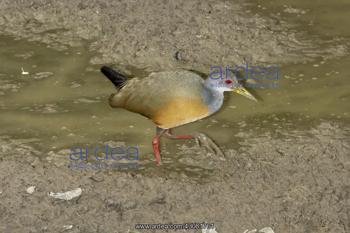  : Grey0-necked Wood Rail