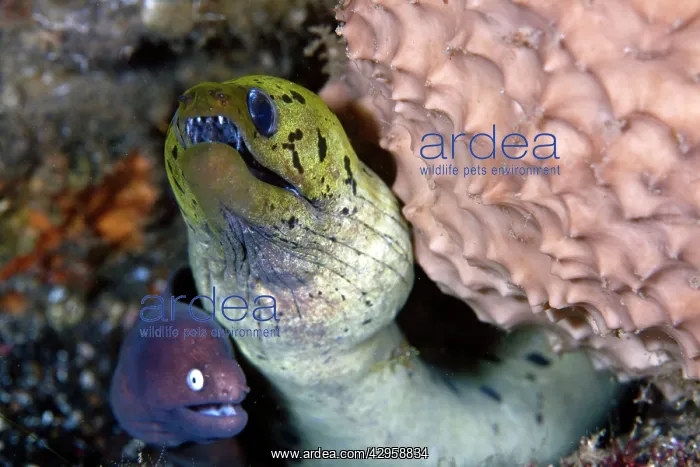 : Greyface Moray Eel with Fimbrated Moray Eel : Greyface Moray Eel with Fimbrated Moray Eel