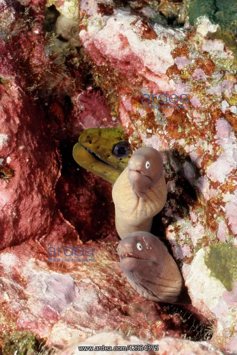 : Greyface moray eels, half out of their sheltering crevice : Greyface moray eels, half out of their sheltering crevice
