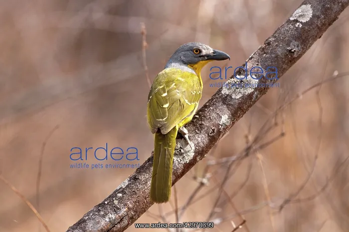: Greyheaded Bush Shrike - on branch back view : Greyheaded Bush Shrike - on branch back view