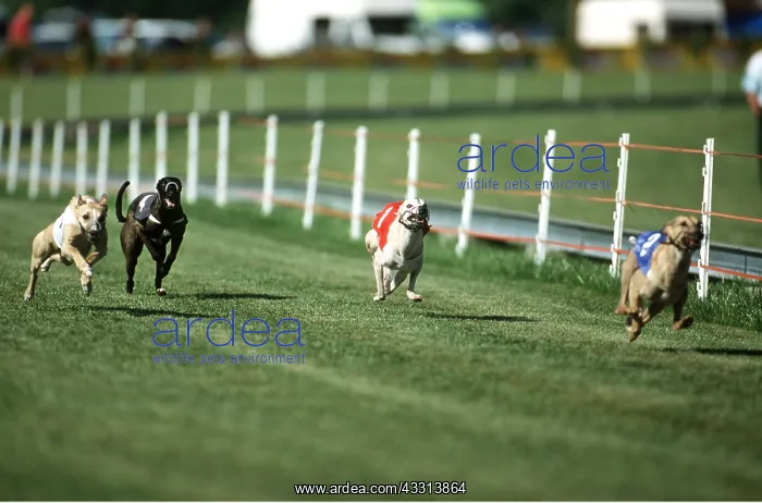 : GREYHOUND DOG - racing : GREYHOUND DOG - racing