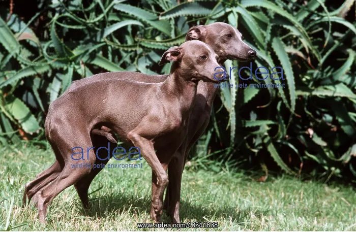 : GREYHOUND DOG X2 : GREYHOUND DOG X2