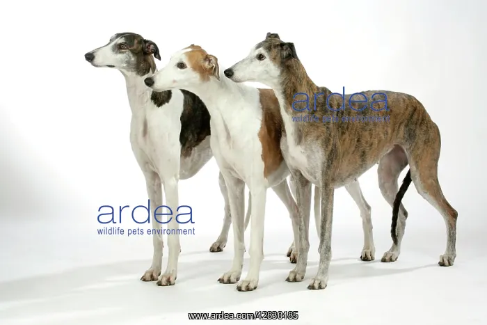 : Greyhound Dogs standing next to each other - Dark : Greyhound Dogs standing next to each other - Dark