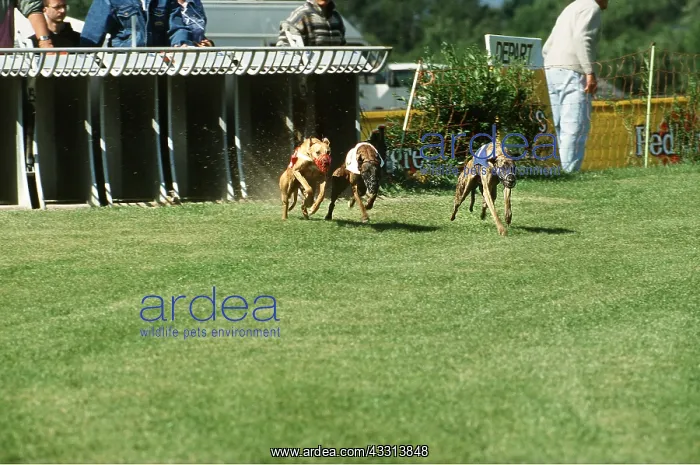 : GREYHOUND -RACING : GREYHOUND -RACING