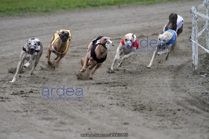 : Greyhound racing on a racetrack Pyrenees France : Greyhound racing on a racetrack Pyrenees France