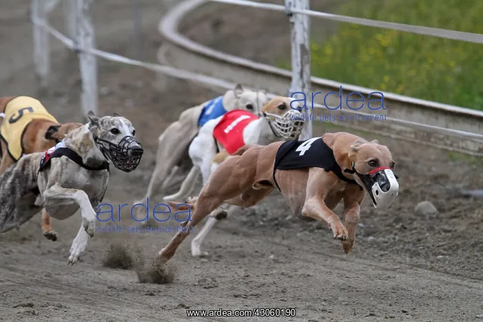 : Greyhound racing on a racetrack Pyrenees France : Greyhound racing on a racetrack Pyrenees France
