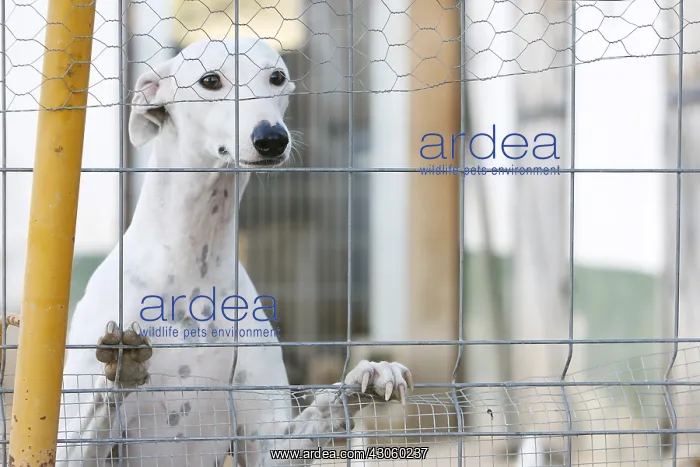 : Greyhound in a shelter for abused dogs in Spain : Greyhound in a shelter for abused dogs in Spain