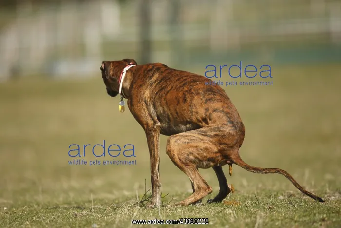 : Greyhound Spanish defecating on lawns France : Greyhound Spanish defecating on lawns France