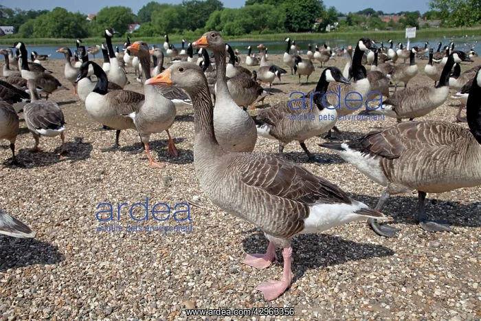 : Greylag and Canada Geese (Branta canadensis) : Greylag and Canada Geese (Branta canadensis)