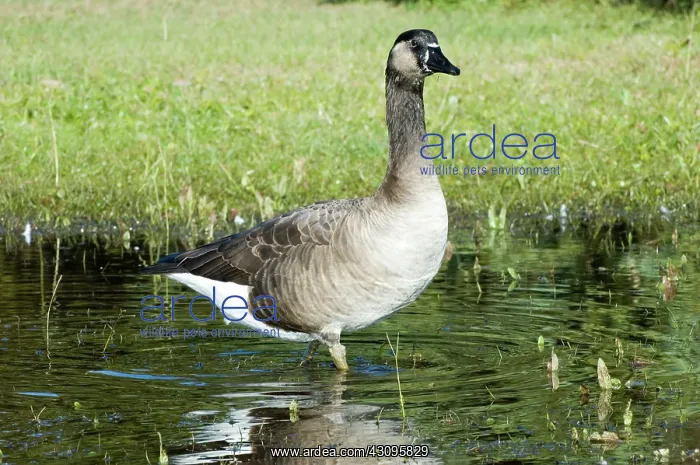 : Greylag-Canada Goose Hybrid : Greylag-Canada Goose Hybrid