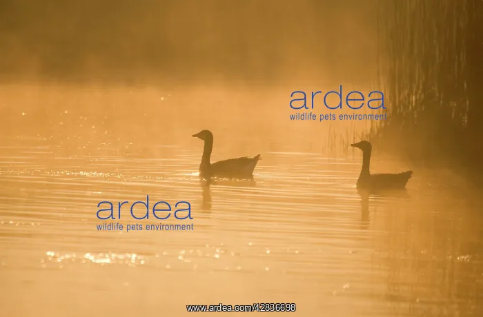 : Greylag Geese : Greylag Geese