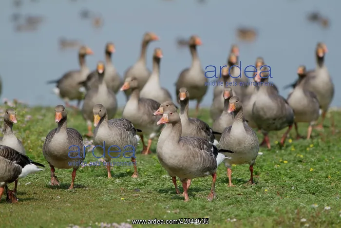 : Greylag Geese : Greylag Geese