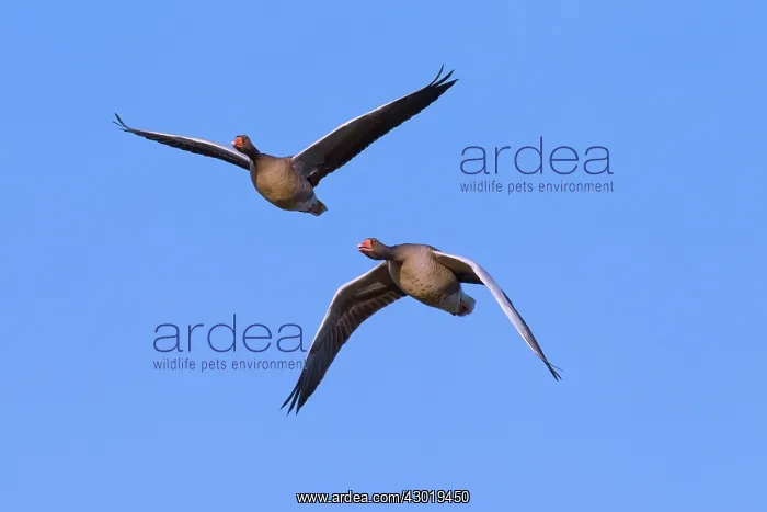  : Greylag Geese adults in flight