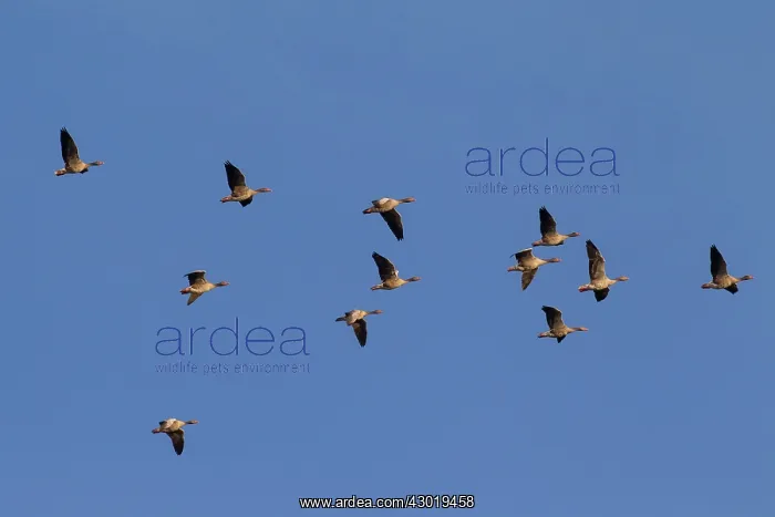  : Greylag Geese adults in flight